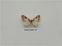 藏品(尺蛾719)的圖片